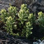 Castilleja mollis Habit