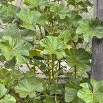 Malva parviflora ഇല