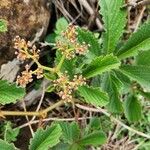 Cyphostemma cyphopetalum Floro