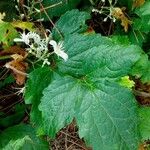 Clematis virginiana Blad