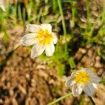 Gagea serotina Blomma