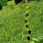 Ophrys insectifera Hábito