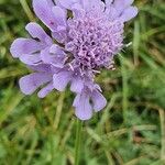 Scabiosa columbariaFlor