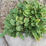 Rumex acetosella Blad