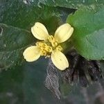 Calyptocarpus vialis Flower
