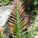 Blechnum gibbum Leaf