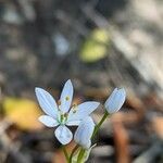 Allium subhirsutum Kvet