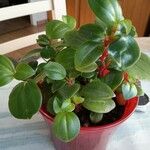 Peperomia glabella Folla