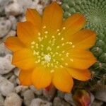 Rebutia minuscula Flower