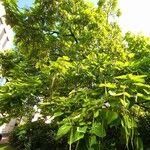 Catalpa bignonioides 整株植物