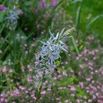 Camassia cusickii Flower