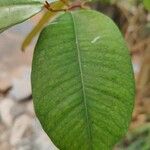 Chrysophyllum cainito 葉