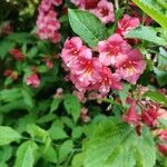 Weigela floridaÇiçek