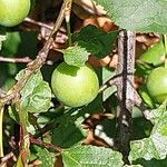 Prunus brigantina Fruit