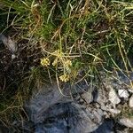 Bupleurum petraeum Fruit