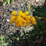 Cytisus nigricans Blüte