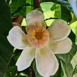 Gustavia superba Flor