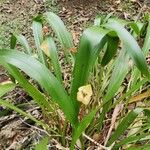 Maxillaria egertoniana Ліст