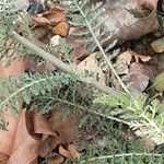 Achillea odorata ഇല