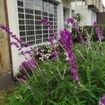 Salvia leucanthaBloem