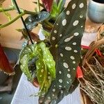 Begonia maculata Leaf