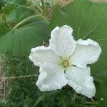 Lagenaria siceraria 花