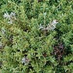 Hebe cupressoides 葉
