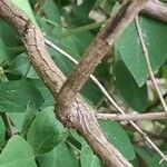 Lonicera tatarica Kůra