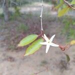 Hancornia speciosa Blodyn