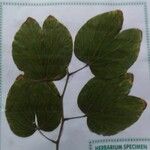 Bauhinia purpureaLeht