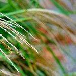 Miscanthus sinensis Fula