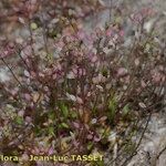 Hornungia procumbens Habitus