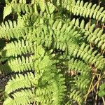 Athyrium filix-femina Blad