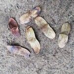 Terminalia superba Fruto