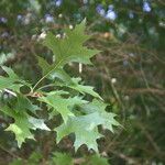 Quercus texana ഇല