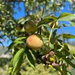 Juglans californica Фрукт