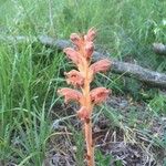 Orobanche teucrii Kwiat