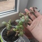 Crassula multicava Φύλλο