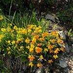 Lotus corniculatusFloare