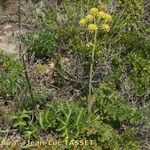 Thapsia nitida Habit