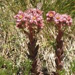 Sempervivum marmoreum Kvet