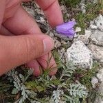 Campanula scheuchzeriFlor