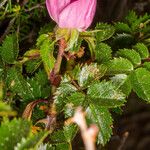 Rosa seraphinii Fula