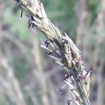 Molinia caerulea Flower