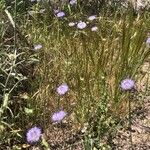 Jasione montana Fleur