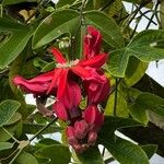 Passiflora racemosa Blüte