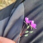 Erodium acaule Fruto