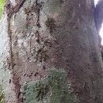Cyrtogonone argentea Rinde