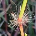 Bothriochloa insculpta Other