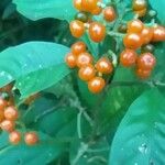 Psychotria racemosa Ffrwyth